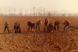 L’albero quarant’anni dopo