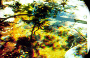 Microprisms vs pixels: how to preserve 16mm Kodacolor films?