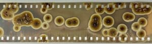 Proposal for a Method to Fight “Vinegar Syndrome” in Cellulose Acetate Motion Picture Films