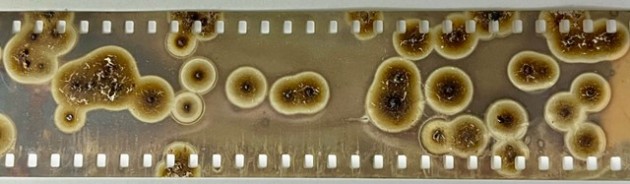 Proposal for a Method to Fight “Vinegar Syndrome” in Cellulose Acetate Motion Picture Films